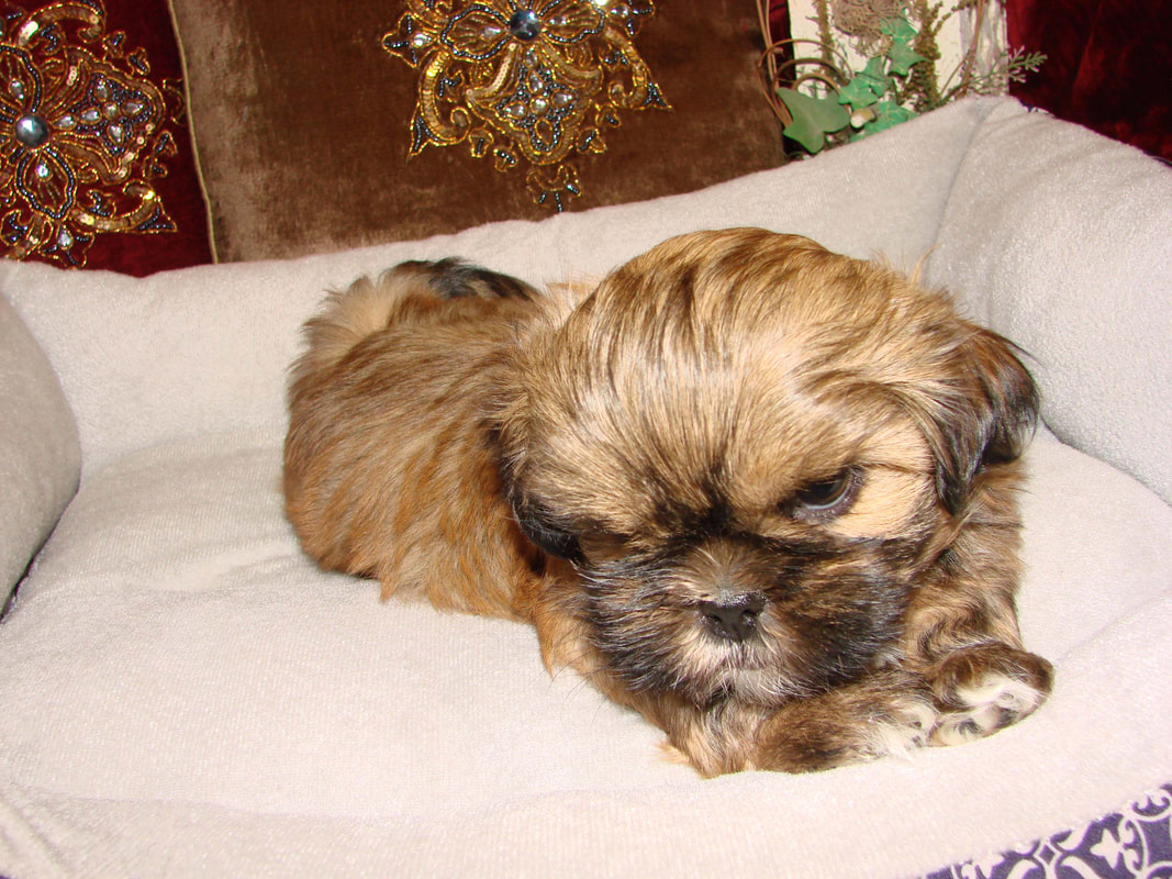 Past Puppies Welcome To Elegant Shih Tzu
