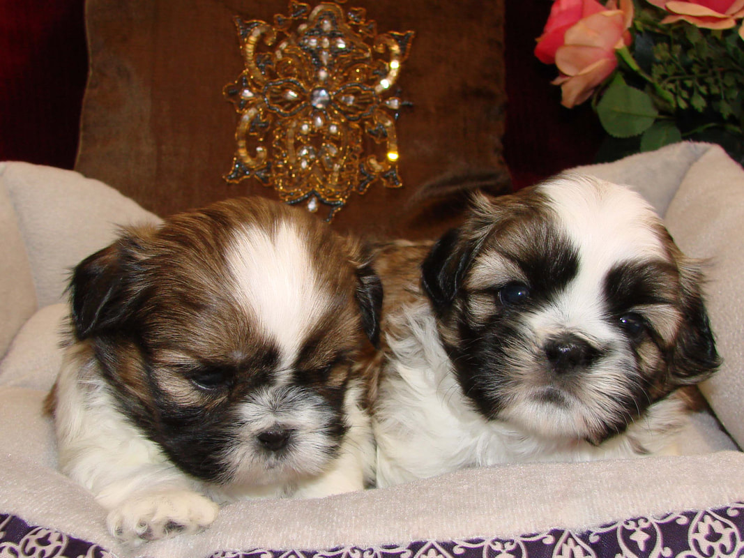 How Many Puppies Can A Shih Tzu Have In One Litter